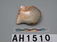 藏品(貝附人工珍珠)的圖片